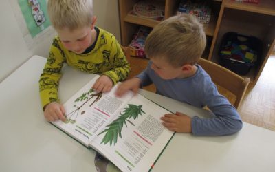 ZA VSAKO BOLEZEN ROŽICA RASTE